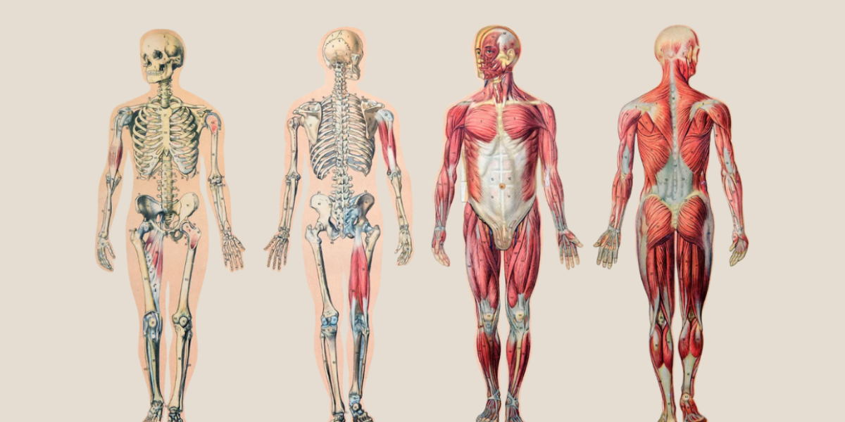 exploring-the-functions-of-human-physiology-and-its-importance-in-health-and-medicine
